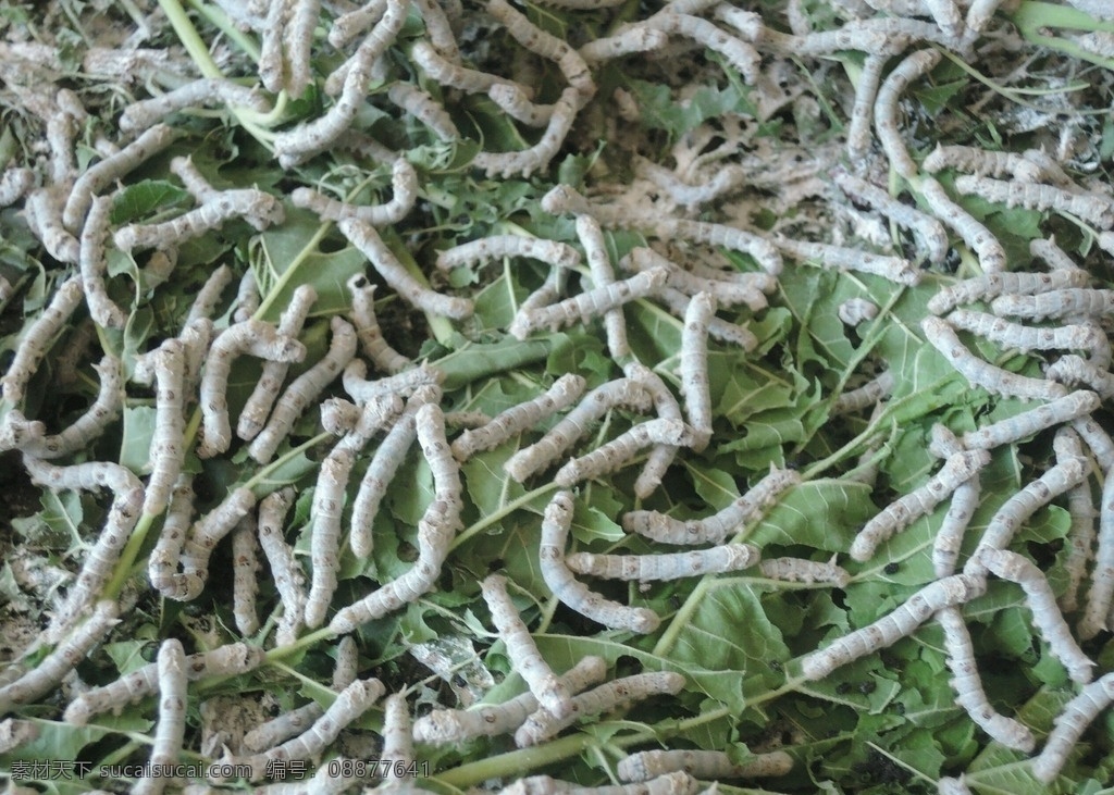 魅力寺头 蚕 养蚕 蚕桑 华北蚕桑之乡 喂蚕 阳城寺头 桑蚕 生物世界 昆虫