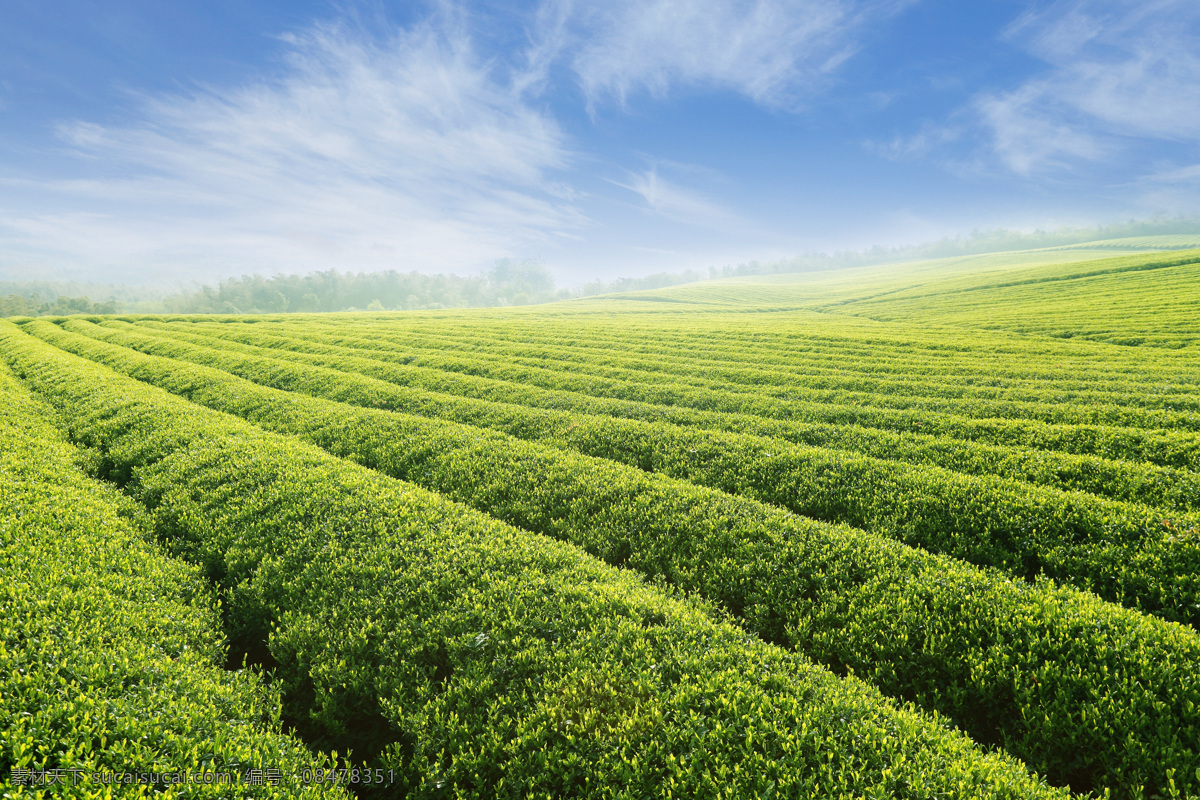 美丽 茶叶 风景 茶园 茶田 茶山 绿茶 自然风景 美丽风景 景色 农业生产 现代科技