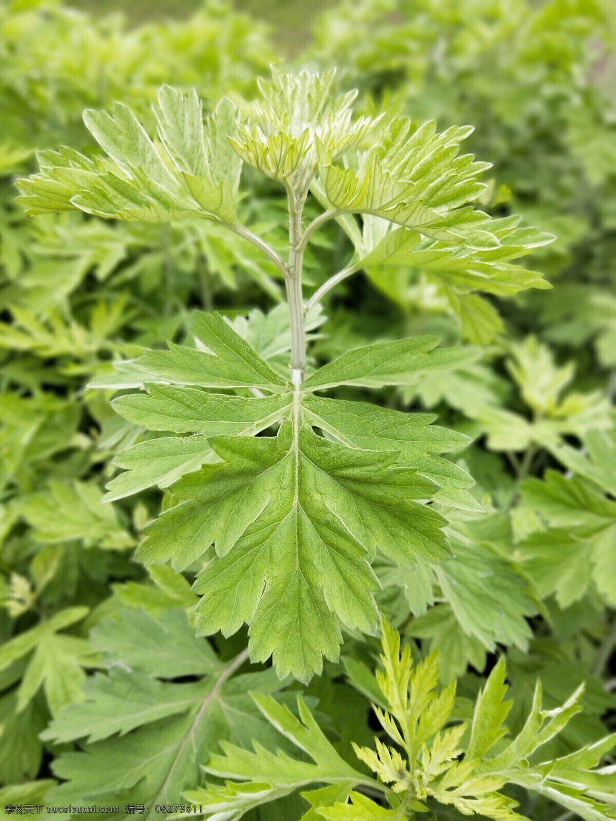 艾叶 植物 绿植 树叶 绿化 草 野草 叶子 景观 艾 艾草 生物世界 花草