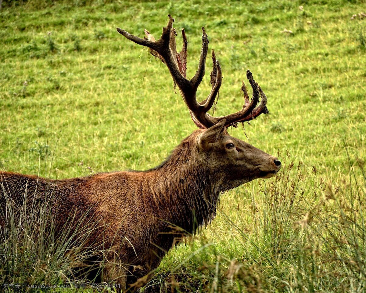 驯鹿 动物 圣诞节 呼伦贝尔 鄂温克 根河 鹿 鹿茸 药材 中药 滋补 生物世界 野生动物