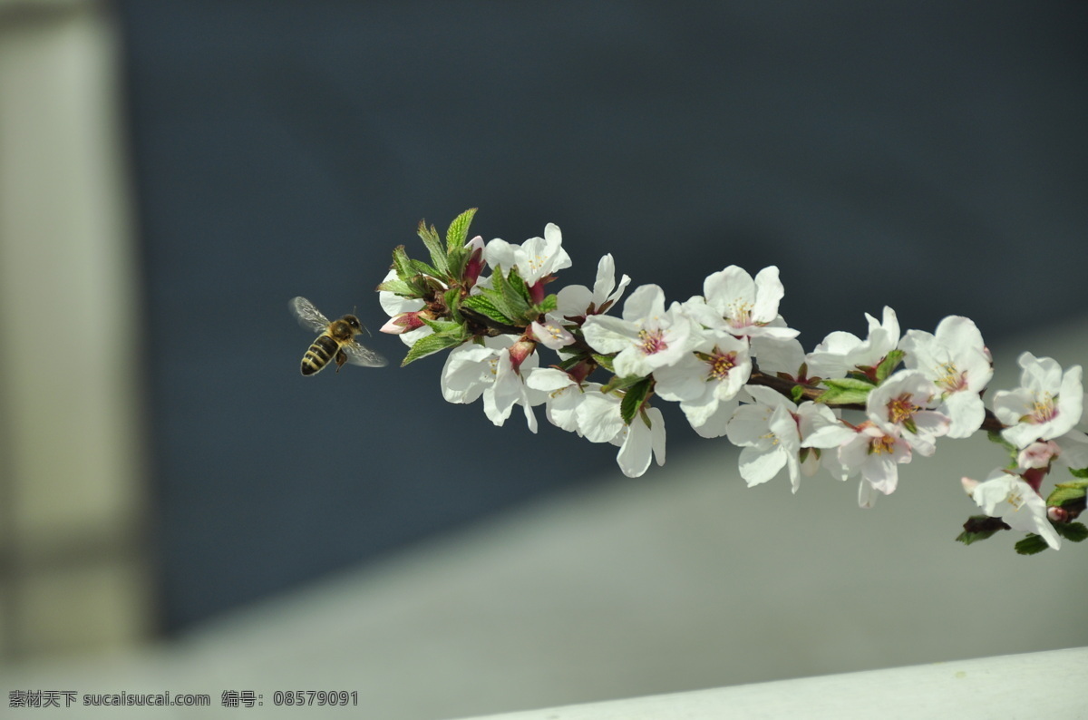 蜜蜂 昆虫 生物世界 属昆虫 群居 分工明确 纪律严格 能造蜜 蜂蜜甜 可食用 亦可入药