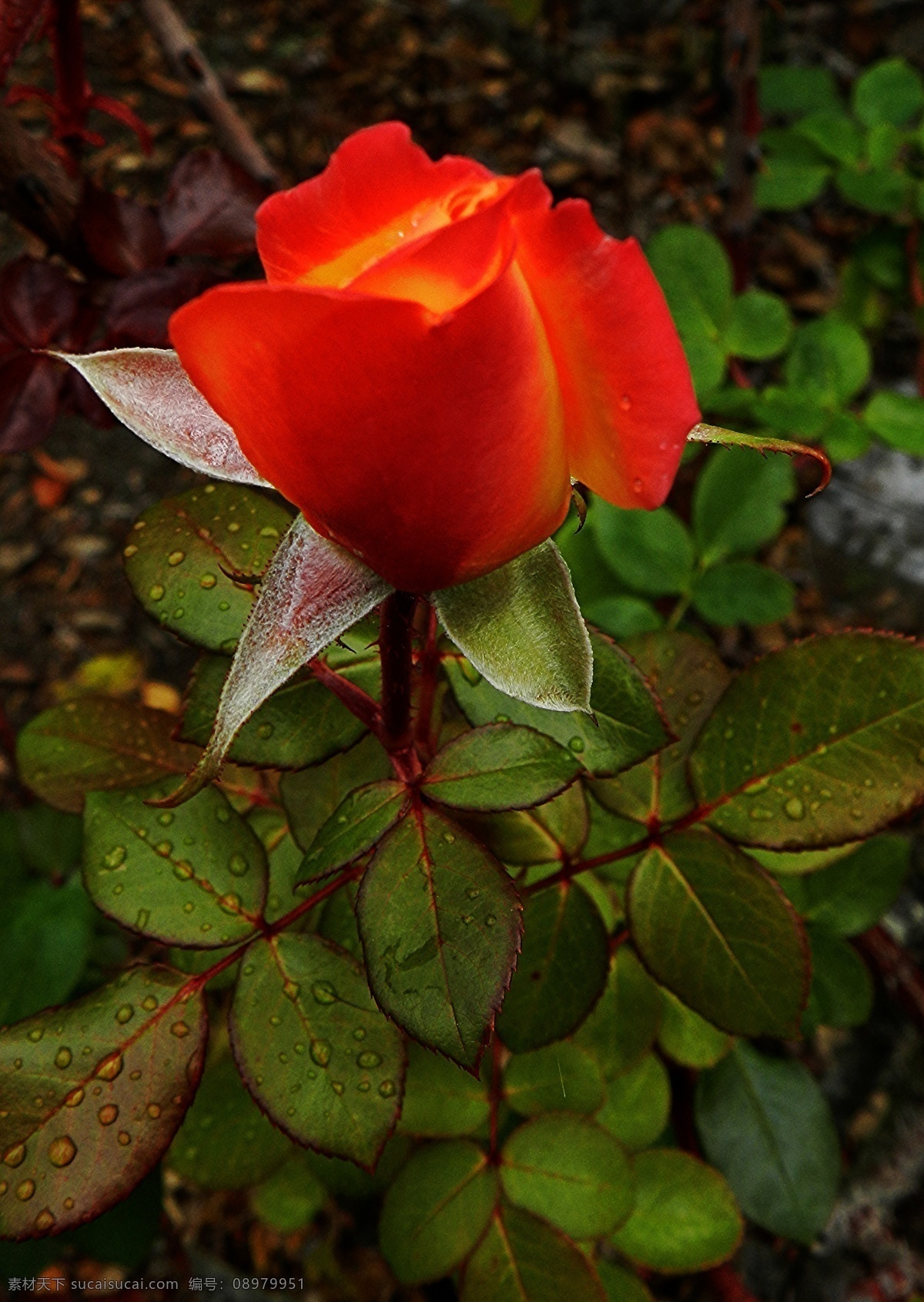 红色 玫瑰花 高清 红玫瑰花 花瓣 花草 花卉 露水