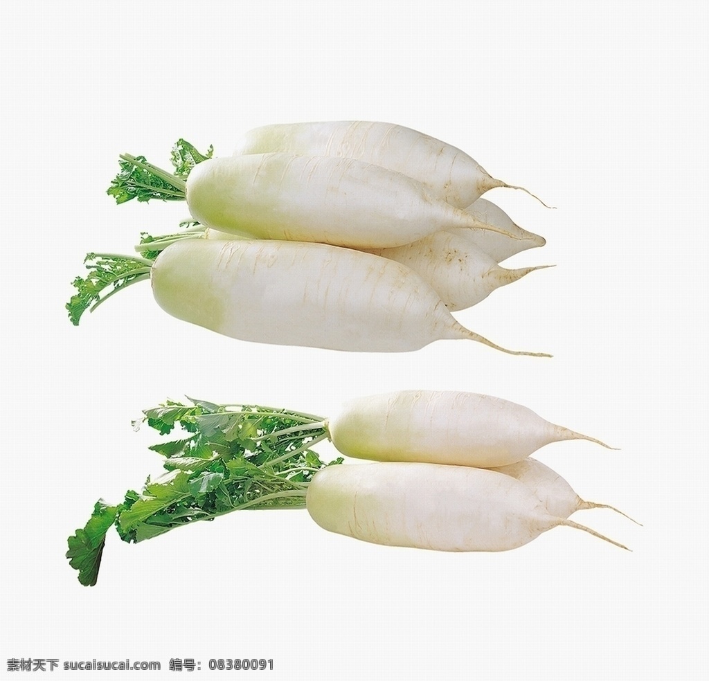 白罗卜图片 白罗卜 蔬菜 食物 食品 绿色食品 超市 食材超市 蔬菜超市 超市蔬菜 食材 时菜 蔬果 市场 健康蔬菜 菜 农场 生菜 有机蔬菜 果蔬 新鲜 新鲜蔬果 新鲜蔬菜 绿色蔬菜 农产品 农副产品 各种蔬菜 蔬菜沙拉 蔬菜贴图 菜市场 蔬菜背景 蔬菜壁纸 蔬菜摆拍 高清图 蔬菜透明底 生物世界
