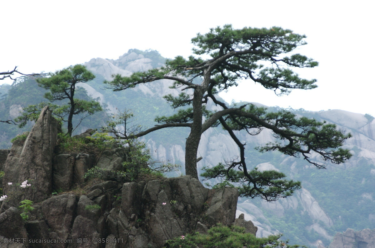 黄山松 安徽 黄山 春游 奇松 怪石 松树 组合 山峰 国内旅游 旅游摄影
