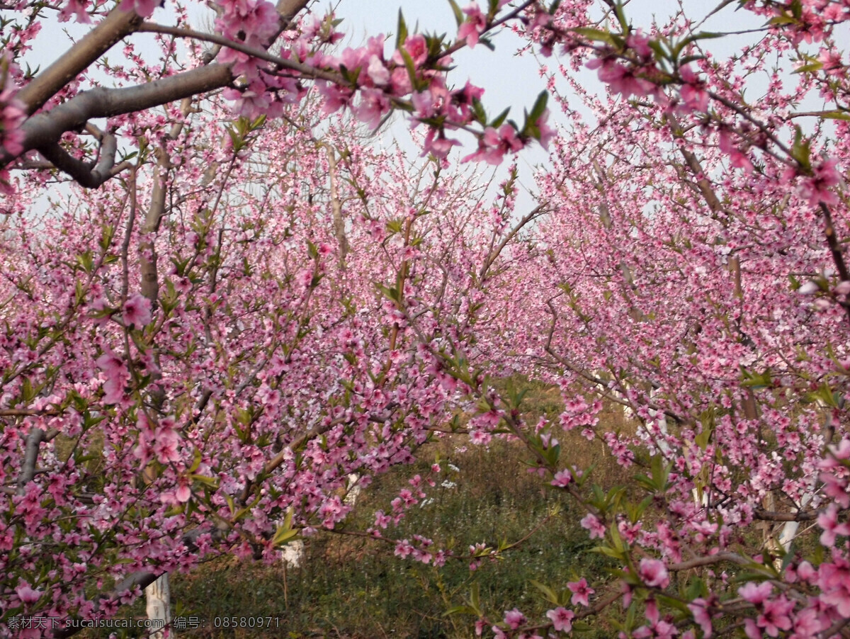桃花 春天 红花 花草 花园 生物世界 野外 桃花园 psd源文件