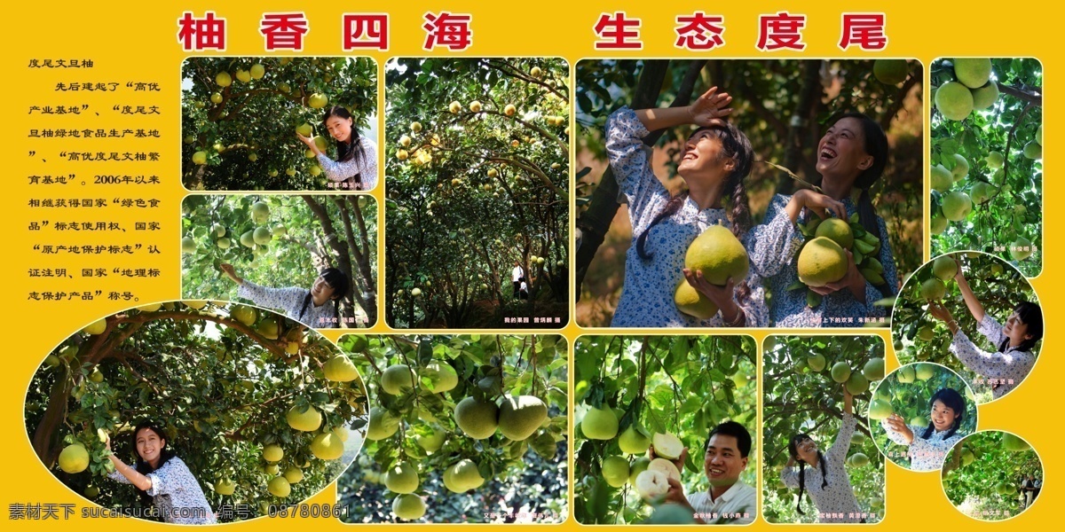 度尾文旦柚 红心文旦柚 文旦柚展板 丰收 生态 自然 和谐 国内广告设计 广告设计模板 源文件