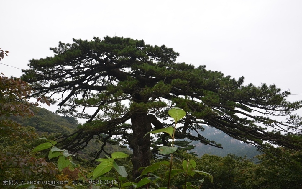 黄山 山峰 山峦 天空 绿树 树木 安徽 松树 雾气 云海 黄山旅游照片 自然景观 山水风景
