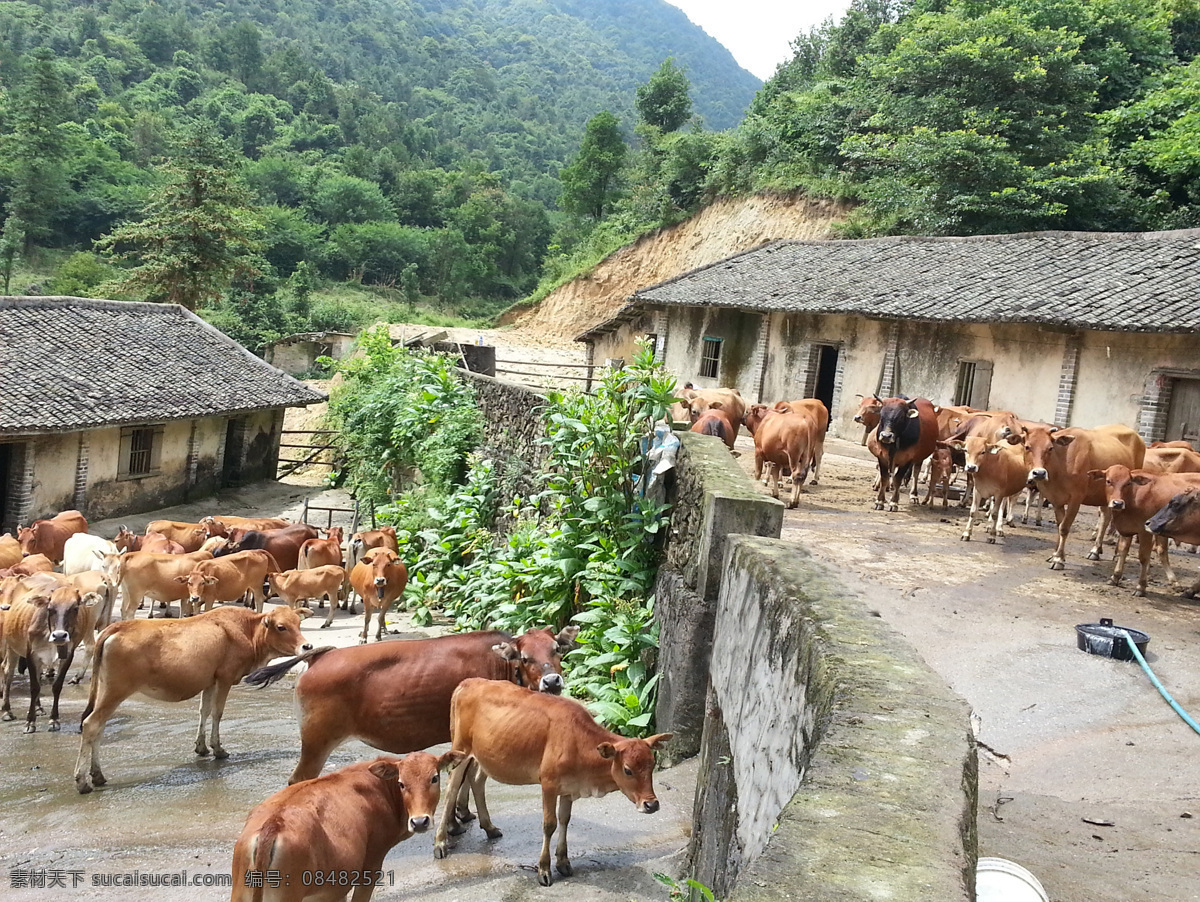 牛群 黄牛 山坡 草地 树林 蓝天 白云 家禽家畜 生物世界