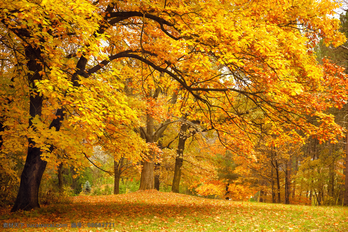 秋天 树林 背景 草地 野外 田野 秋季 景观 景区 自然风光 旅游 花草树木 生物世界