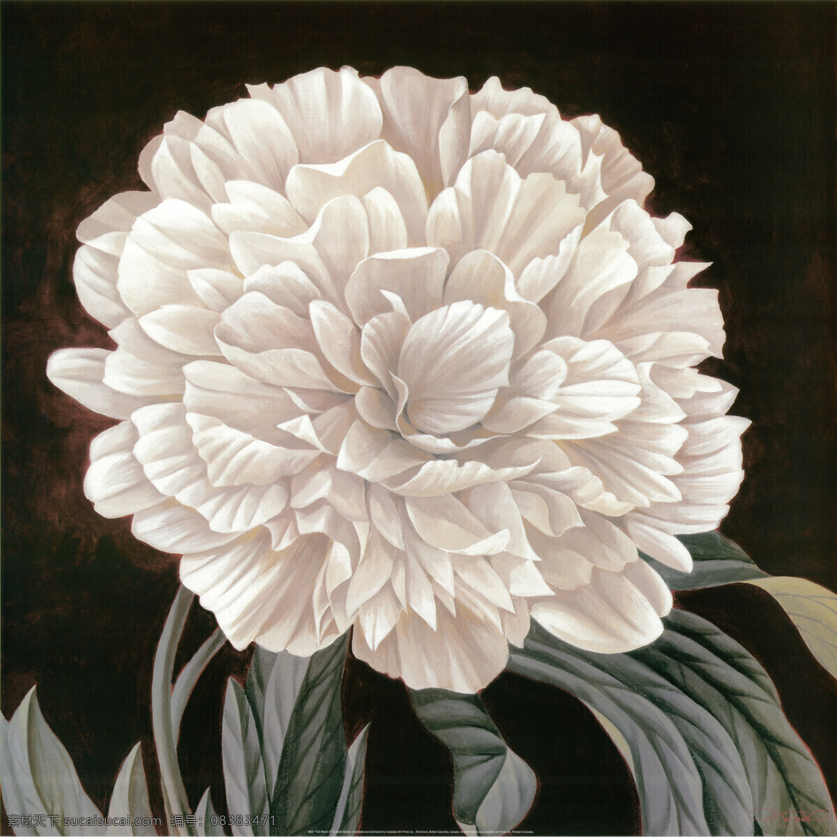 白色花朵壁画 植物 花朵 洁白 壁画 灰色