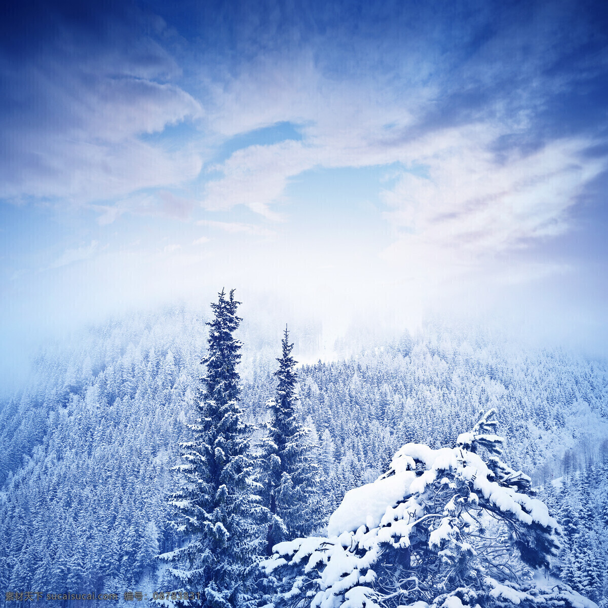 冬天雪松背景 冬天 冬季 雪松 雪景 白雪 雪松树 树木 积雪 蓝天 白云 冬天背景 图片大全 高清 树木树叶 生物世界