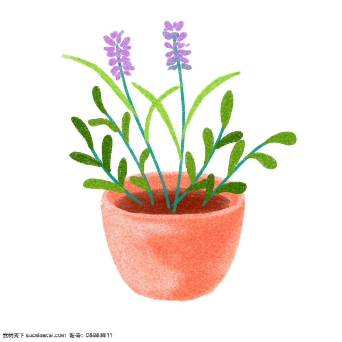 手绘 薰衣草 植物 插画 紫色的花朵 绿色的叶子 芳香的薰衣草 漂亮的薰衣草 肥沃的土壤