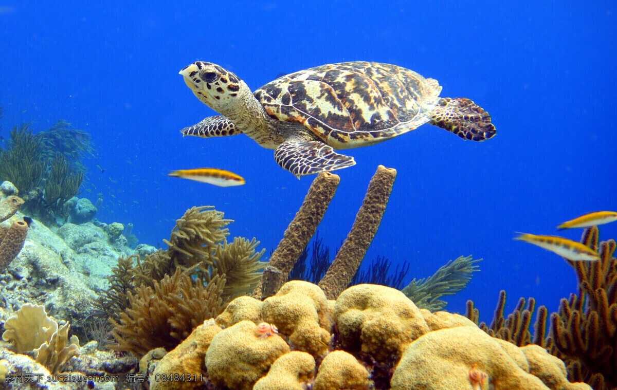 海龟 龟 乌龟 两栖动物 爬行动物 野生动物 自然生物 动物