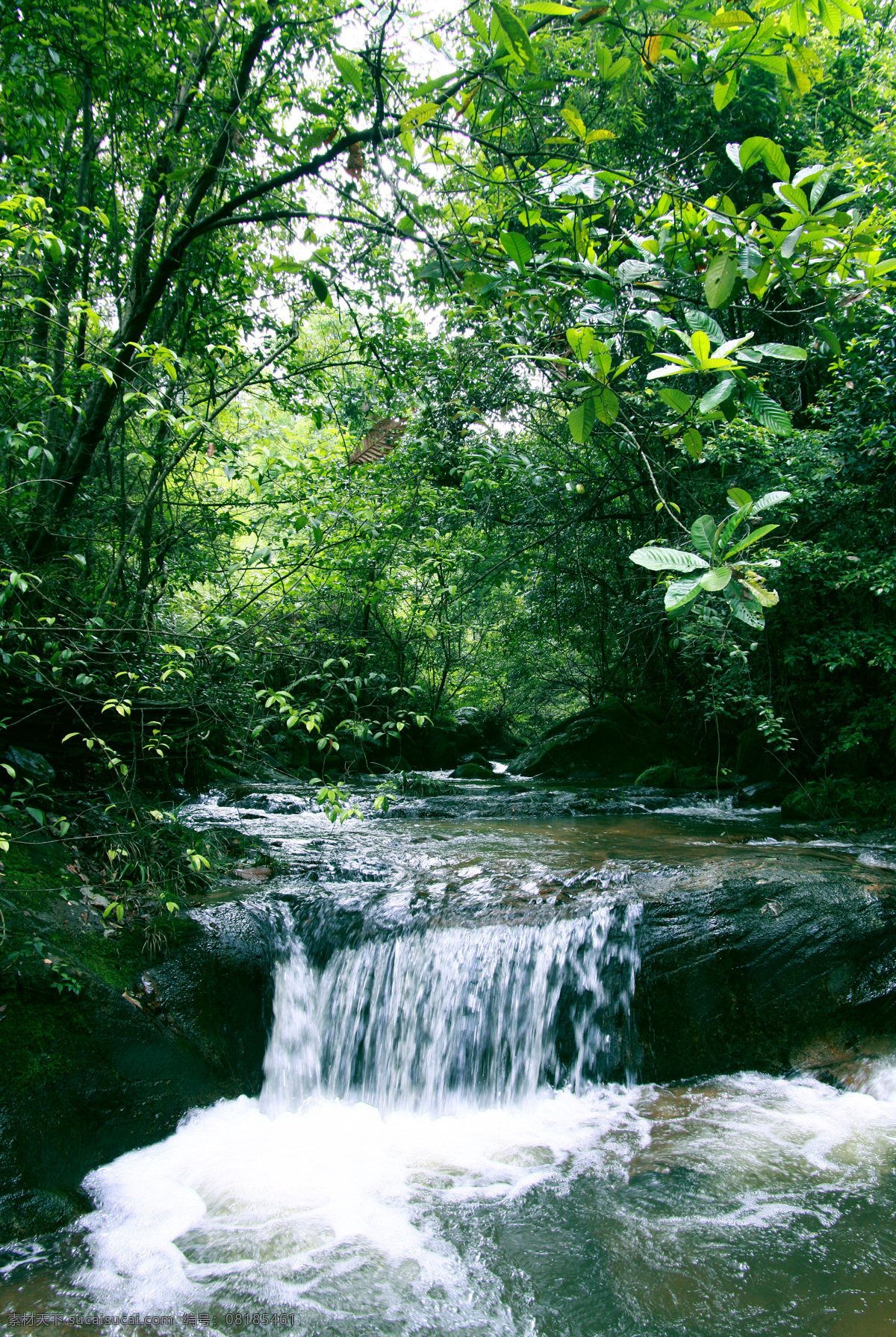 小溪 树林 水流 水花 石头 河流 美丽瀑布 绿色 树 自然风景 自然景观