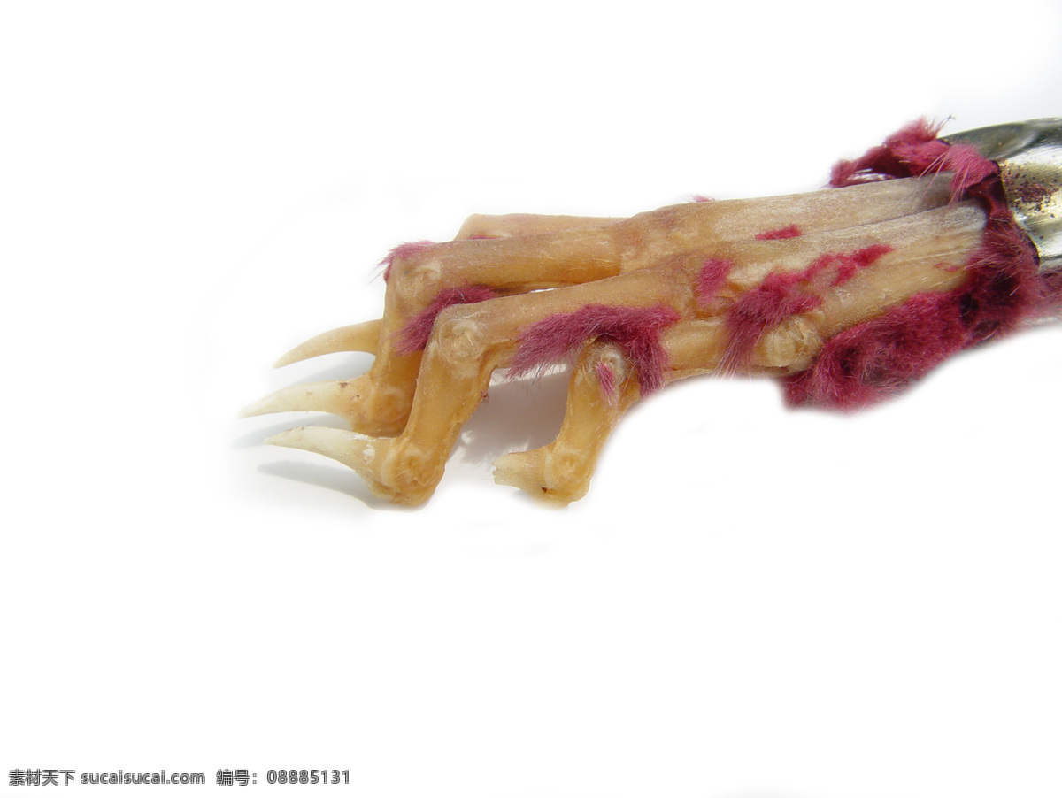 怪物 恐怖 模型 生活百科 生活素材 手指 玩具 怪物手指 指头 鬼怪 妖魔 万圣节 指甲 psd源文件