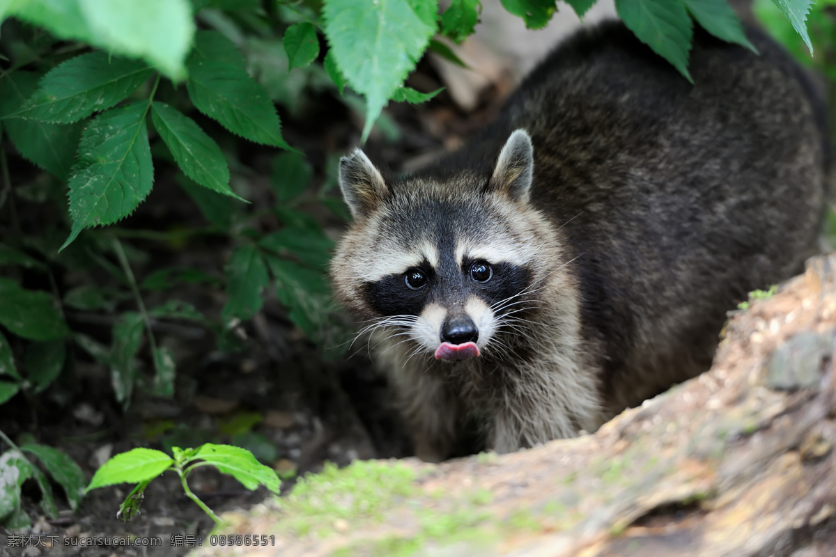 添 舌头 浣熊 添舌头的浣熊 可爱浣熊 动物摄影 动物世界 陆地动物 野生动物 生物世界