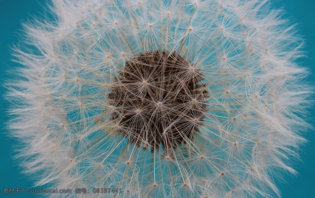 美丽 蒲公英 植物 特写 高清 唯美 飞扬 飞行蒲公英 飘动蒲公英 自然 鲜花 生物世界花 草蒲公英 蒲公英花蕊 蒲公英花瓣 单株蒲公英 生物世界 花草
