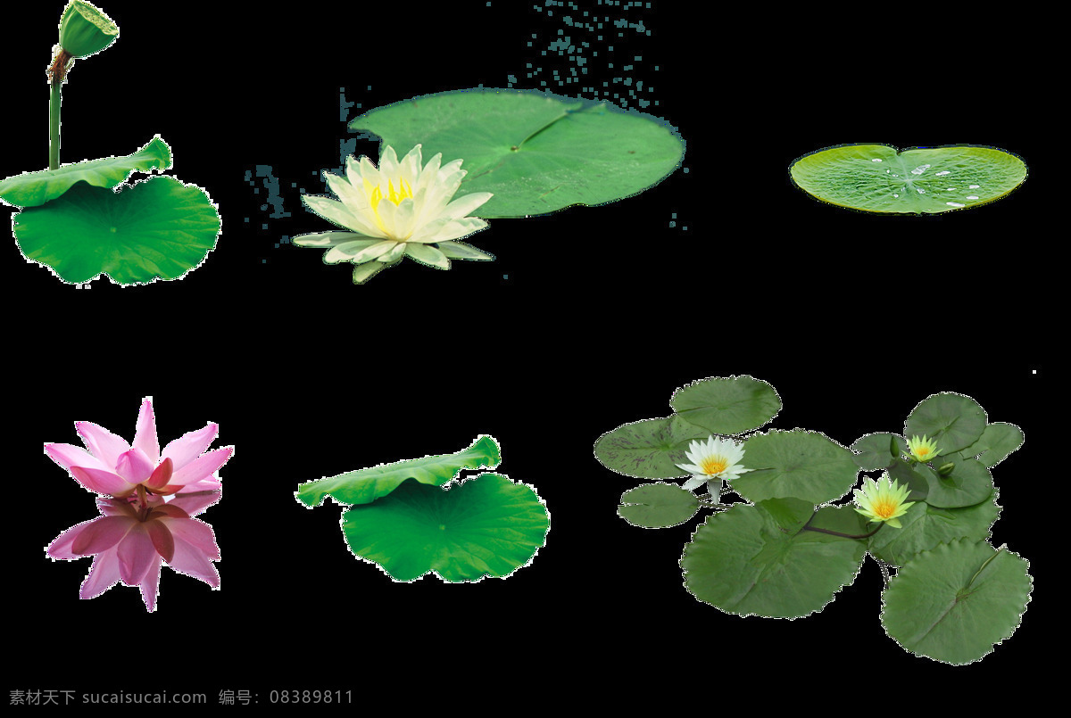 碧 绿色 荷叶 荷花 元素 png元素 池塘 湖泊 免抠元素 透明素材 植物