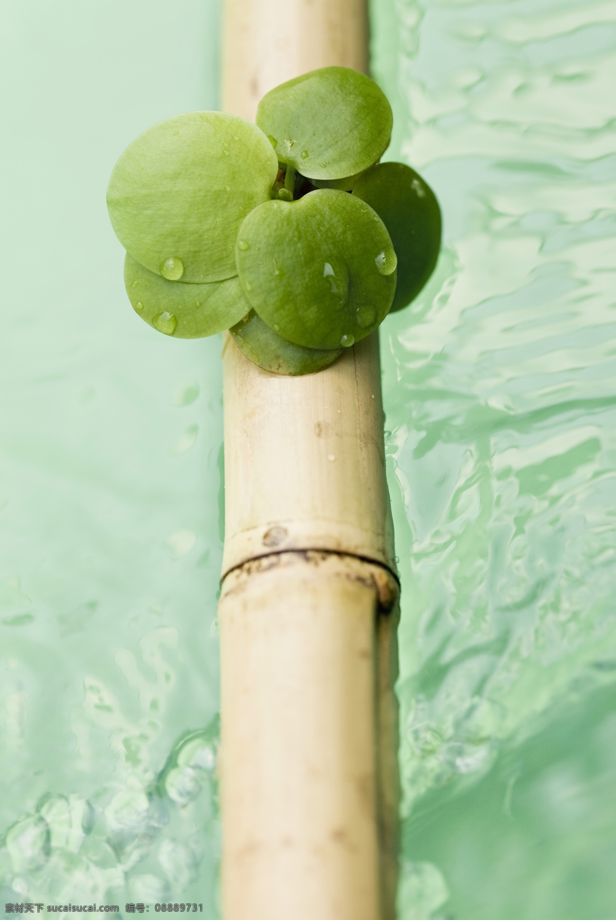 青苔图片素材 植物 树林 花草 大自然 中 叶片 植物叶片 植物上露珠 青苔 花草树木 生物世界