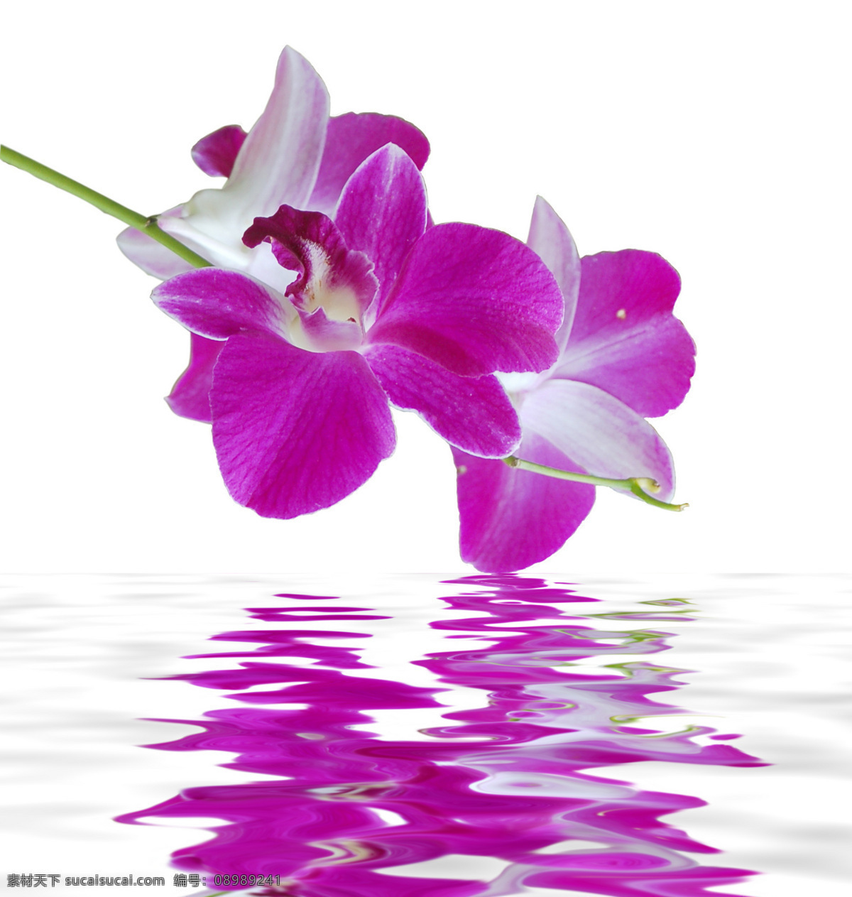 漂浮 水中 花朵 蝴蝶兰 水中花 倒影 花卉 鲜花 水纹 波纹 生物世界 花草