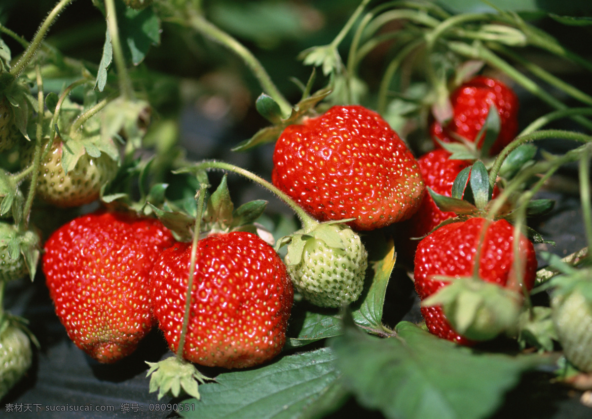 高清 水果 草莓 新鲜草莓 草莓秧 风景 生活 旅游餐饮