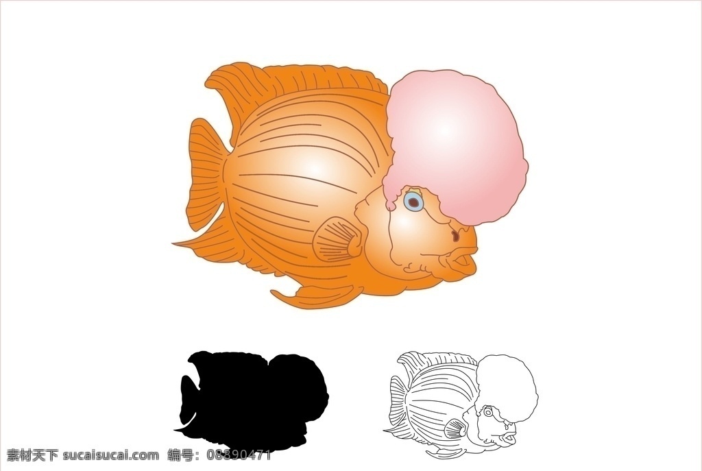 罗汉鱼图片 观赏鱼 热带鱼 罗汉鱼 鱼 水生物 特别 吉祥 鱼类 矢量图 生物世界