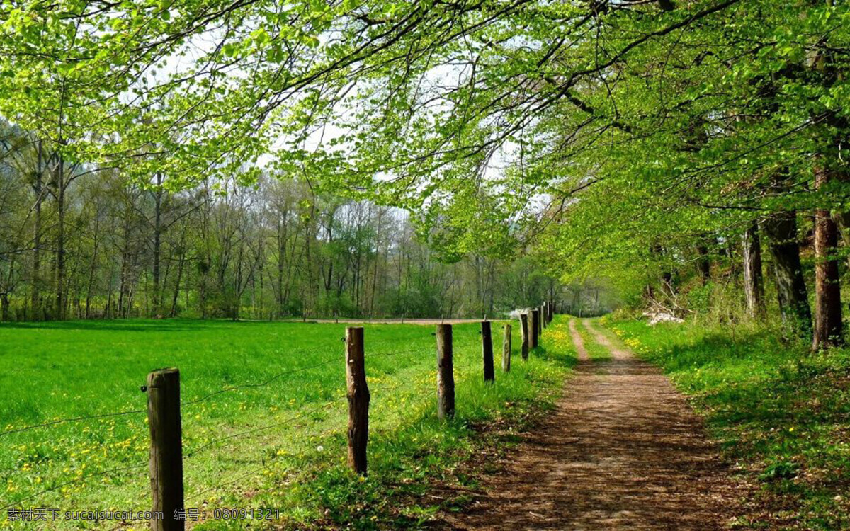 唯美林间小道 唯美 护眼 高清 清新 自然风光 道路 风景 自然景观 自然风景