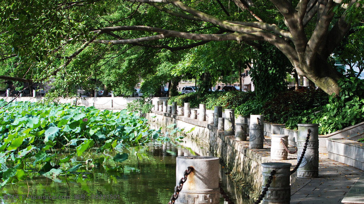 广西大学 荷花 池 校园 自然风景 自然景观