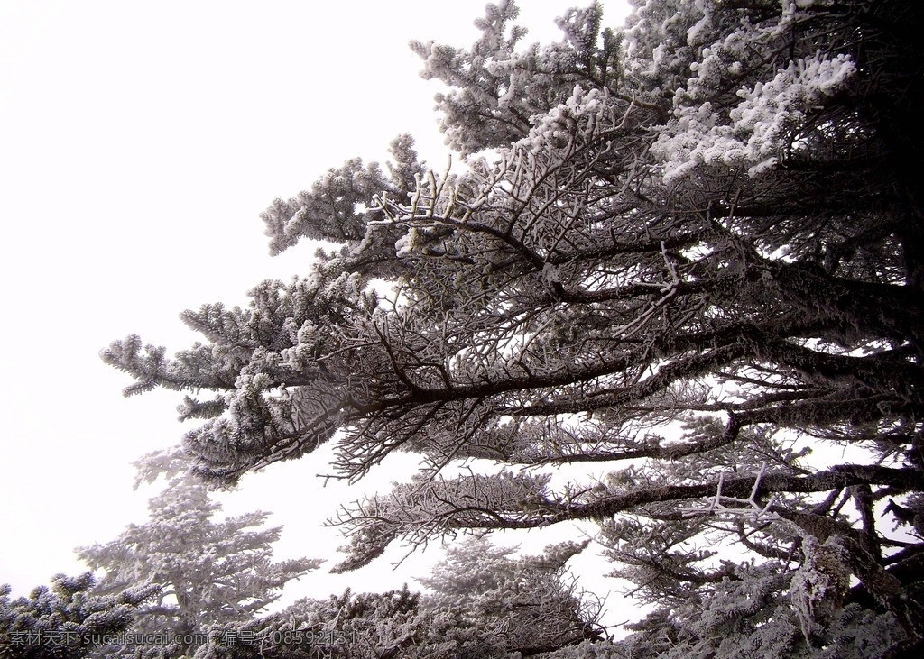 松树 冬景 冬天美景 白雪皑皑 大雪 松树冬景 下雪 松柏 树木树叶 生物世界