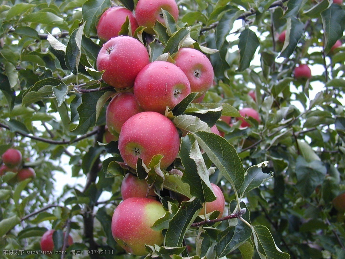 红苹果树 果树 苹果树 红苹果 果园 餐饮美食 食物原料 摄影图库 bmp