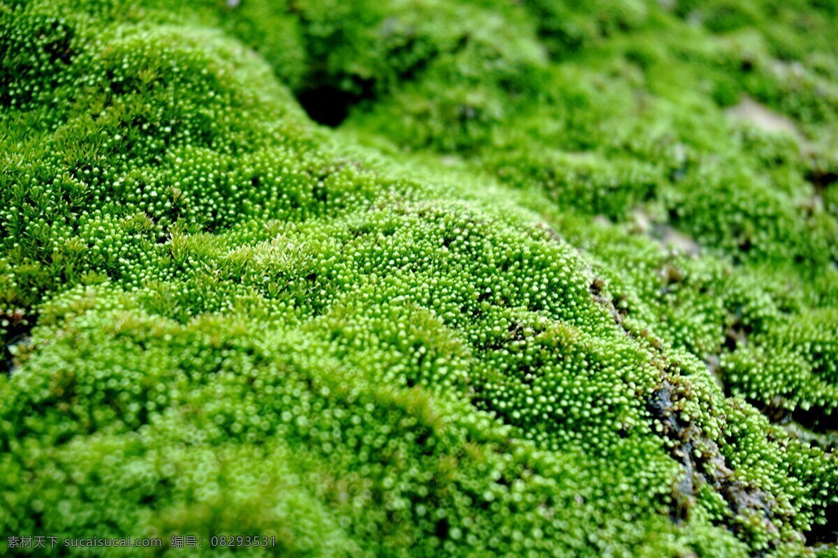 青苔 苔藓背景 苔藓 绿色 绿色背景 苔原 苔藓植物 微观世界 生物世界 花草