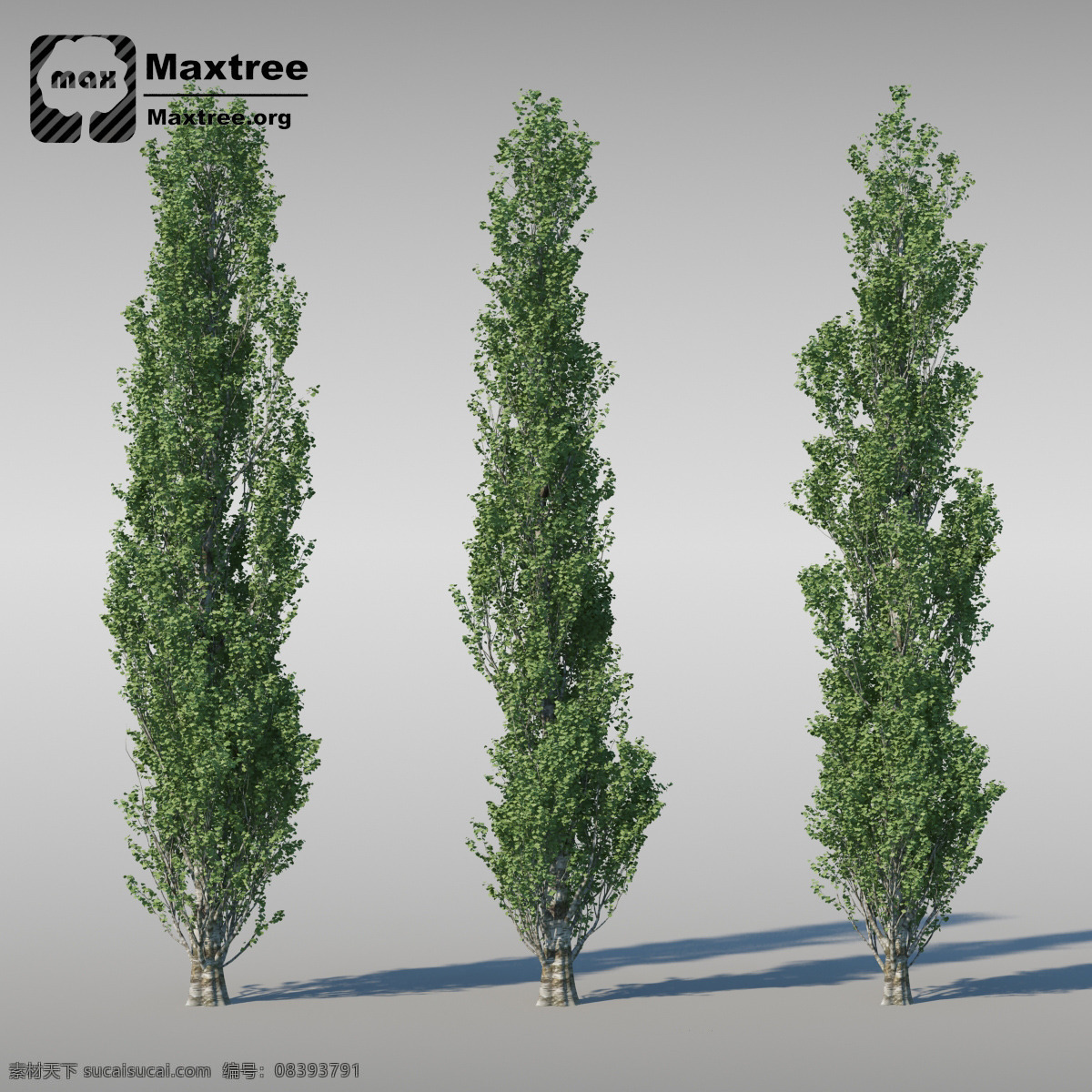 盛 高 松树 3d 模型 模型素材 3d模型 3d渲染 效果图 松树模型