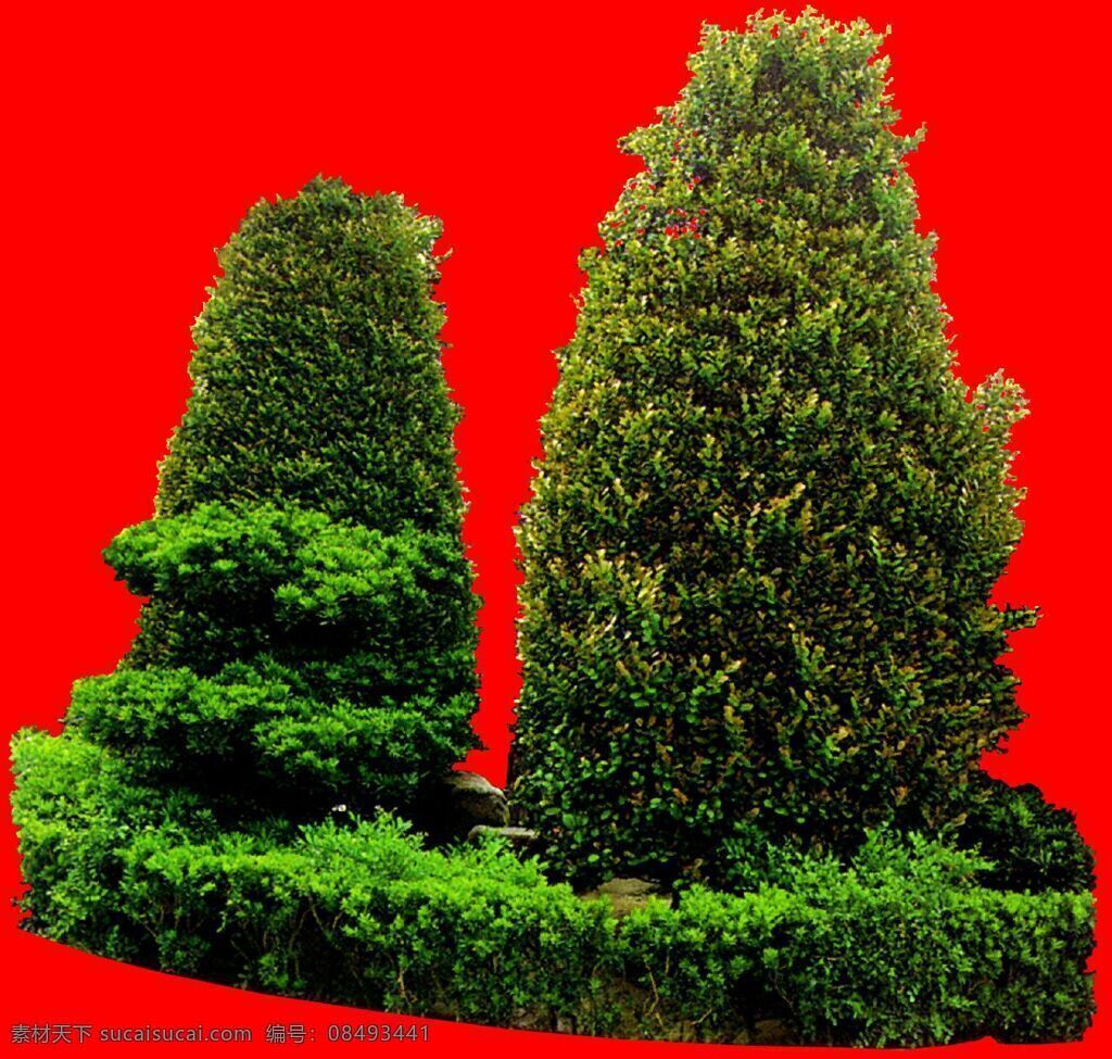 灌木 植物 贴图素材 建筑装饰 1977 设计素材 红色