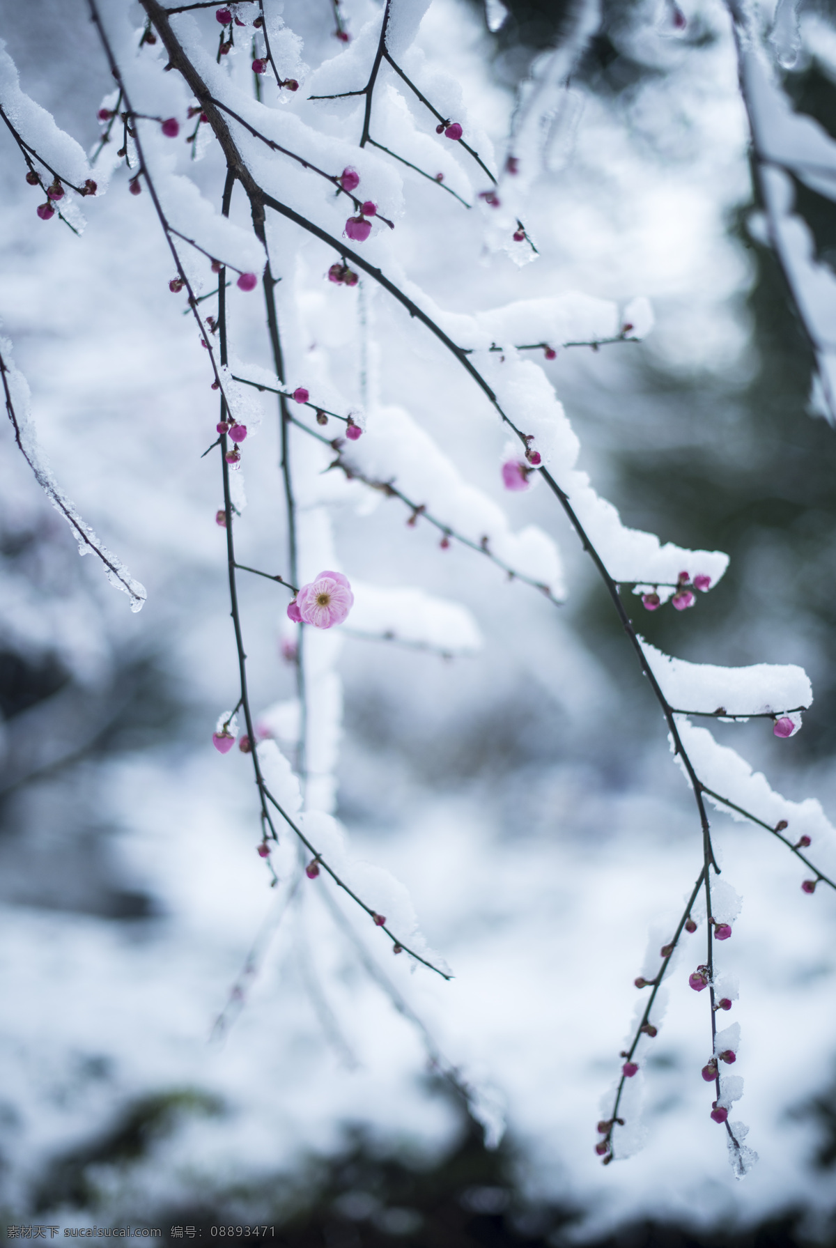 梅花 雪 白色 大雪 天空 雪松 银装素裹 冬天 寒冬 自然景观 自然风景