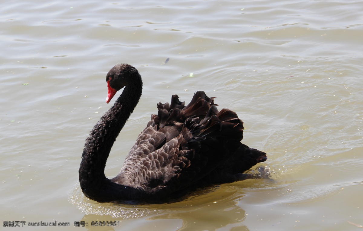 黑天鹅 一只黑天鹅 戏水 游泳 优雅 生物世界 鸟类 灰色