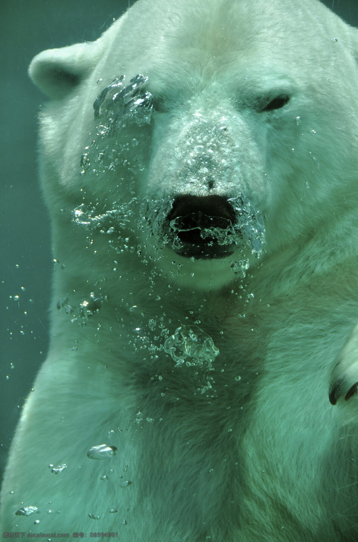 水中北极熊 北极熊 水中 游泳 水泡 野生动物 保护动物 动物 野生 熊 动物世界 生物世界 兽类 走兽 野兽