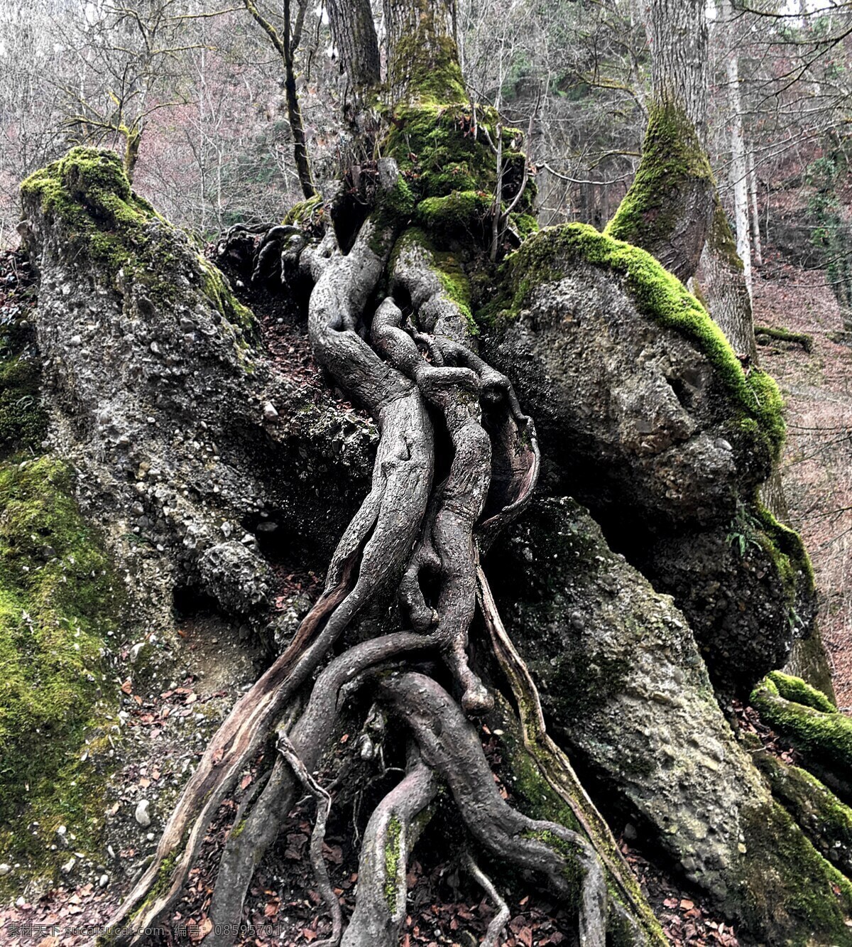 古树 老根 树根 老树根 树藤 干枯 土壤 树林 大树 树木 树叶 植物 古老 自然风景 自然景观 生物世界 树木树叶