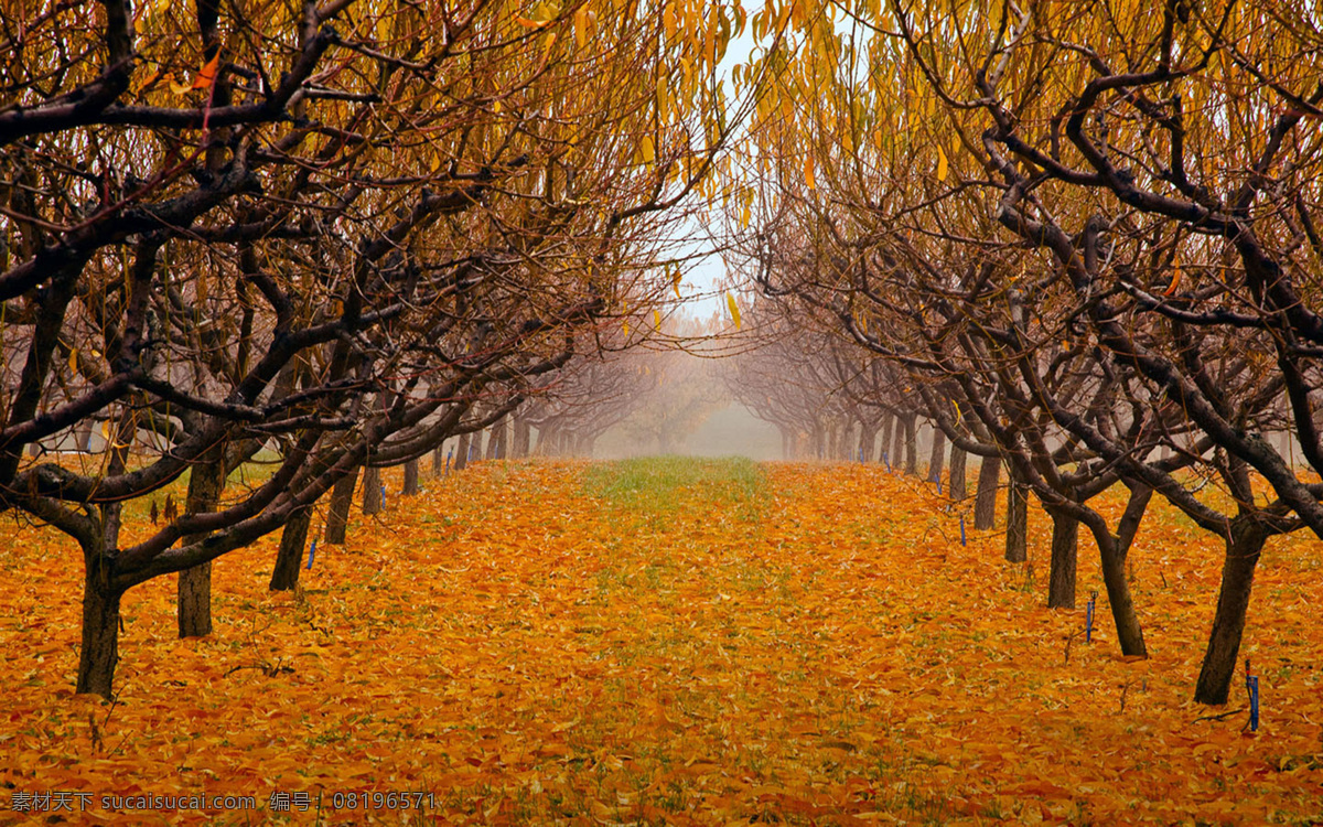 秋季落叶背景 枫树 落叶 秋季 凄凉 土黄色调 秋季的风景 棕色