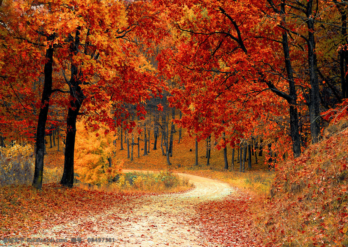 红叶 秋天 秋叶 落叶 森林 树林 小路 壁纸 秋季