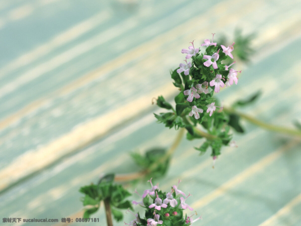 草本植物 高清图片 鲜花 植物 自然 生物世界