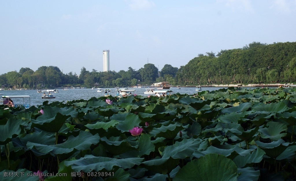 杭州西湖荷花 杭州西湖 荷花 塔 湖水 杭州风景 江南水乡 风景名胜 自然景观