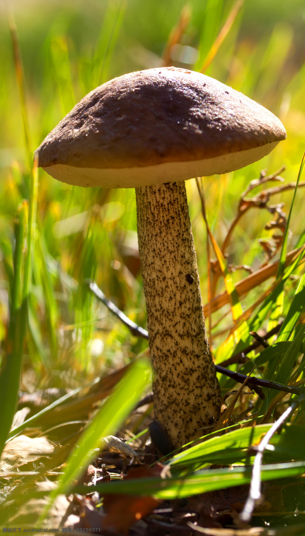 蘑菇 菌类植物 真菌 菌子 伞菌科 野生蘑菇 野生菌 蘑菇菌 菌类 植物 蘑菇素材 其他生物 生物世界
