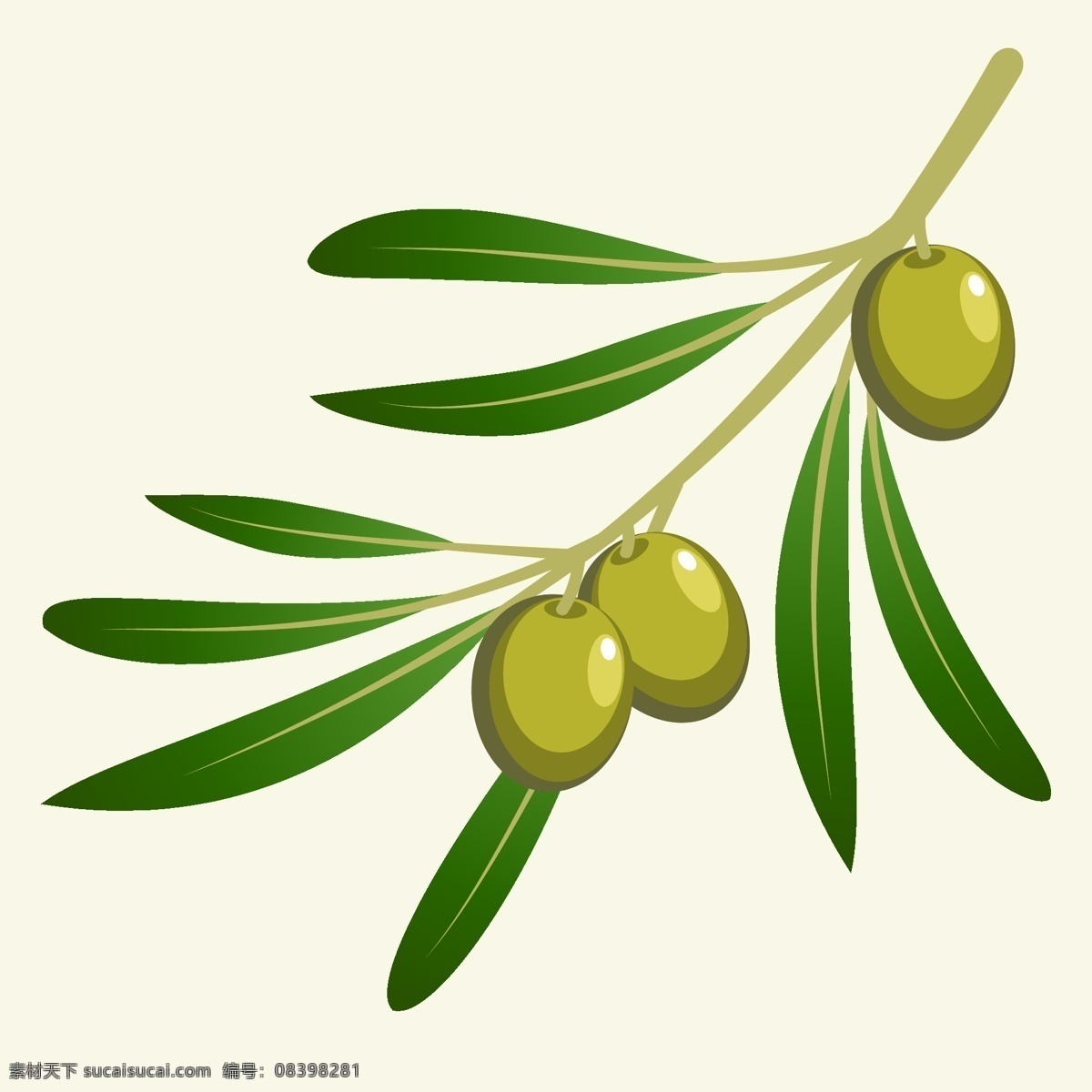绿色橄榄插图 绿色 橄榄 叶子 插图 黄色 生活百科 矢量素材 白色