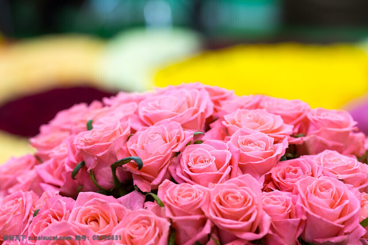 一大 束 粉色 玫瑰花 玫瑰花图片 粉色玫瑰花 花图片 玫瑰