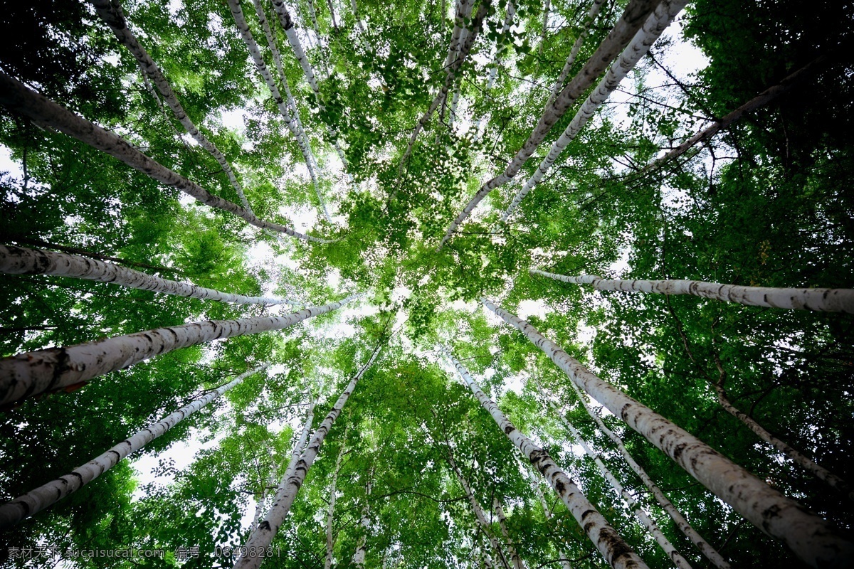 园林 地产开发 湖 湖岸 水景 水岸 山 山林 云雾 鲜花 绝版环境 绿荫 树荫 倒影 草坪 草皮 嬉戏 游玩 踏青 春游 万物复苏 立春 立夏 城市 中央公园 蓝天白云 好天气 旅游摄影 国外旅游