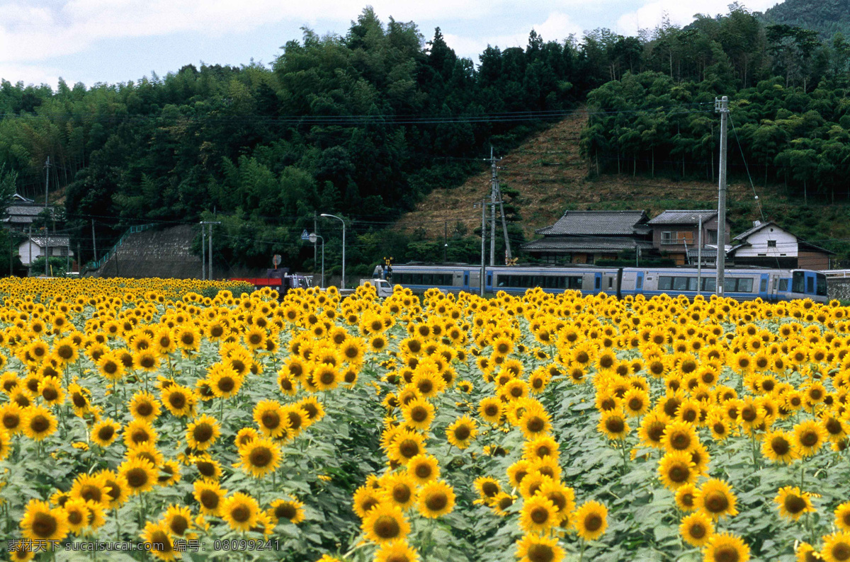 向日葵花田 大自然 景觀 景象 生物 植物 天空 雲彩 山脈 田野 田園 花草 花卉 生物世界 摄影图库