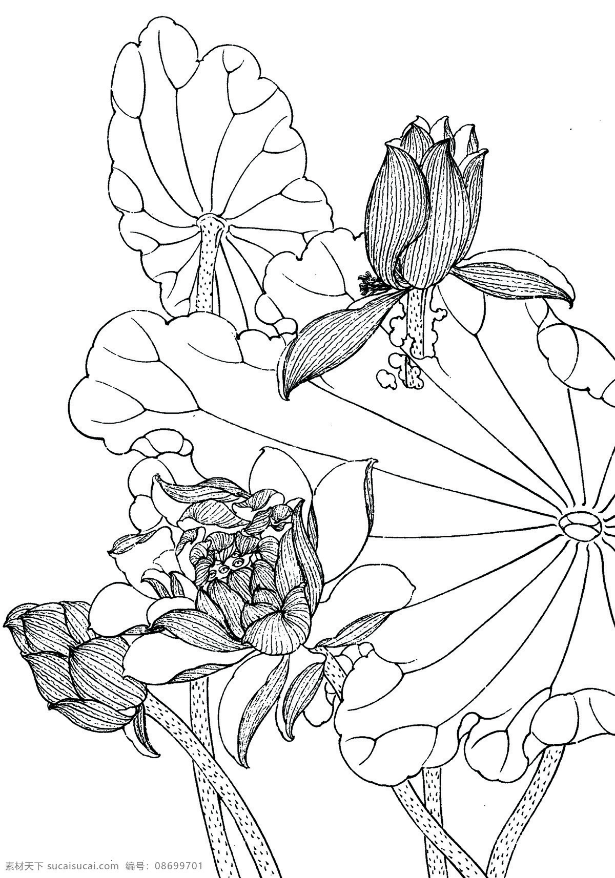 花卉画谱 工笔画线描 茶花篇 菊花篇 牡丹篇 荷花篇 近代绘画 现代会画 王永刚 国画艺术 名画 文化艺术 绘画书法 设计图库