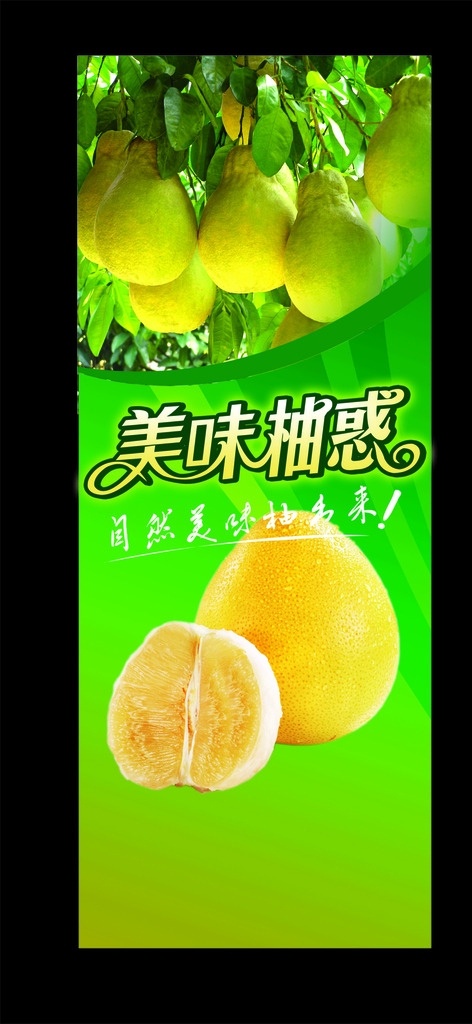 美味 水果 新鲜水果 柚子 美 柚子树 展板模板