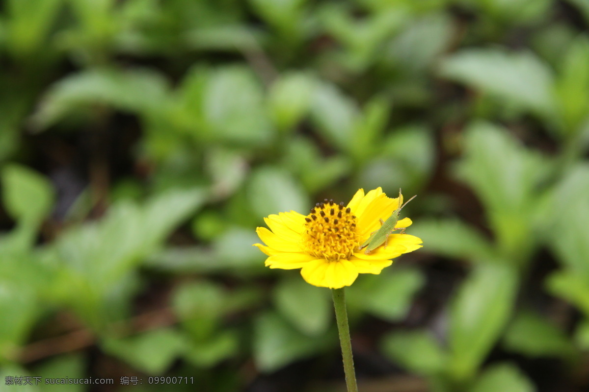 金鸡 菊 背景 春天 花 花草 花朵 金鸡菊 生物世界 小花 psd源文件