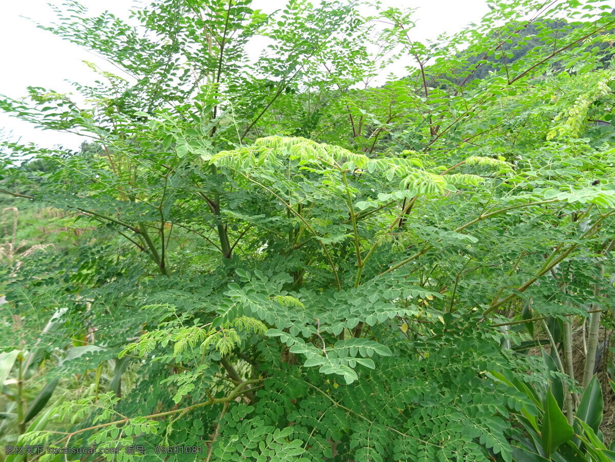 辣木 辣木苗 绿色辣木 新鲜辣木 辣木树 生物世界 树木树叶